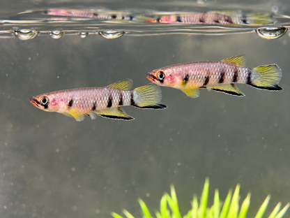 Querband Hechtling Epiplatys dageti