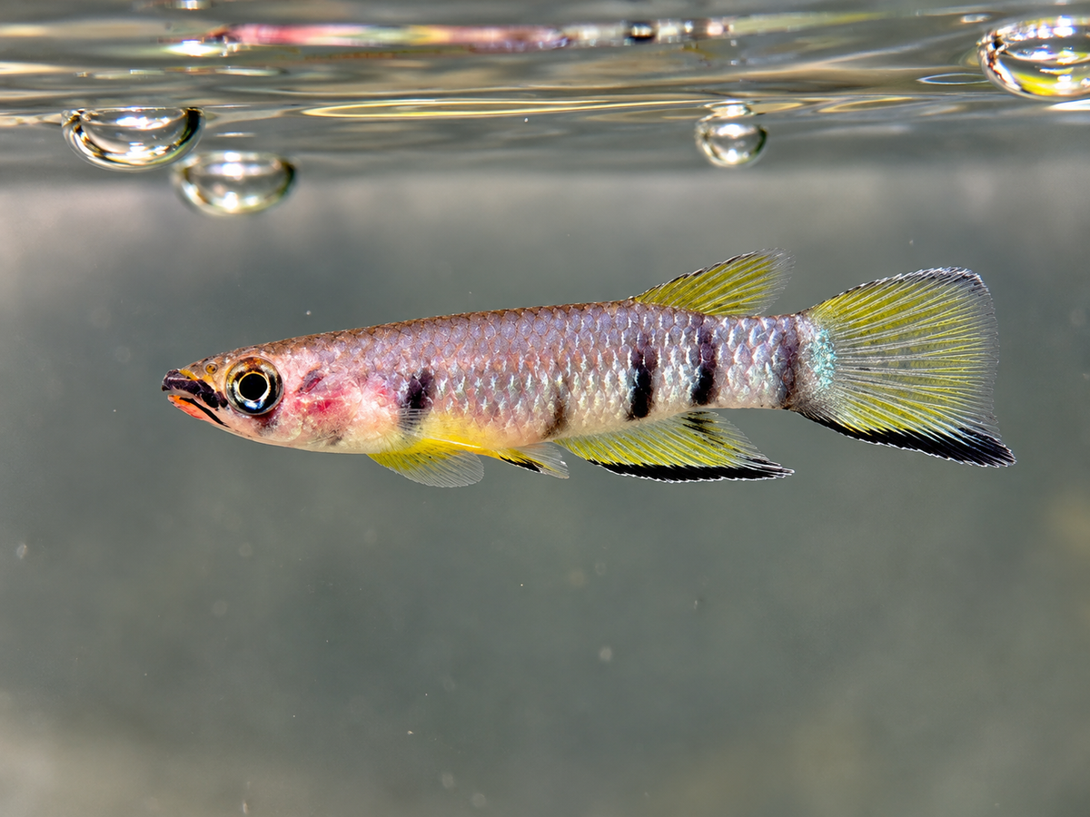 Querband Hechtling Epiplatys dageti
