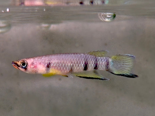 Querband Hechtling Epiplatys dageti