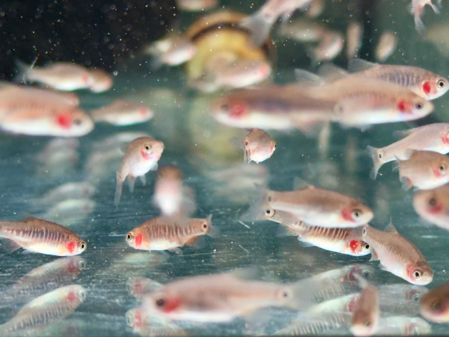 Querstreifen Zwergbärbling Danio erythromicron