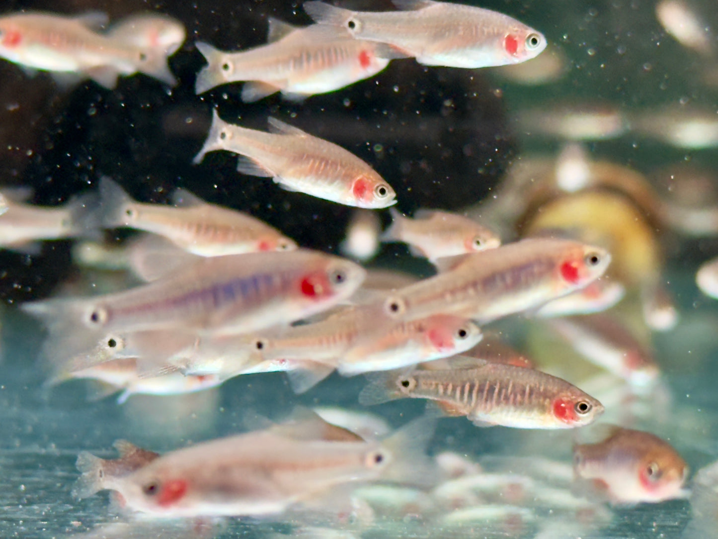 Querstreifen Zwergbärbling Danio erythromicron