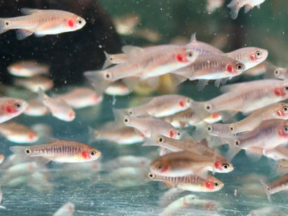 Querstreifen Zwergbärbling Danio erythromicron