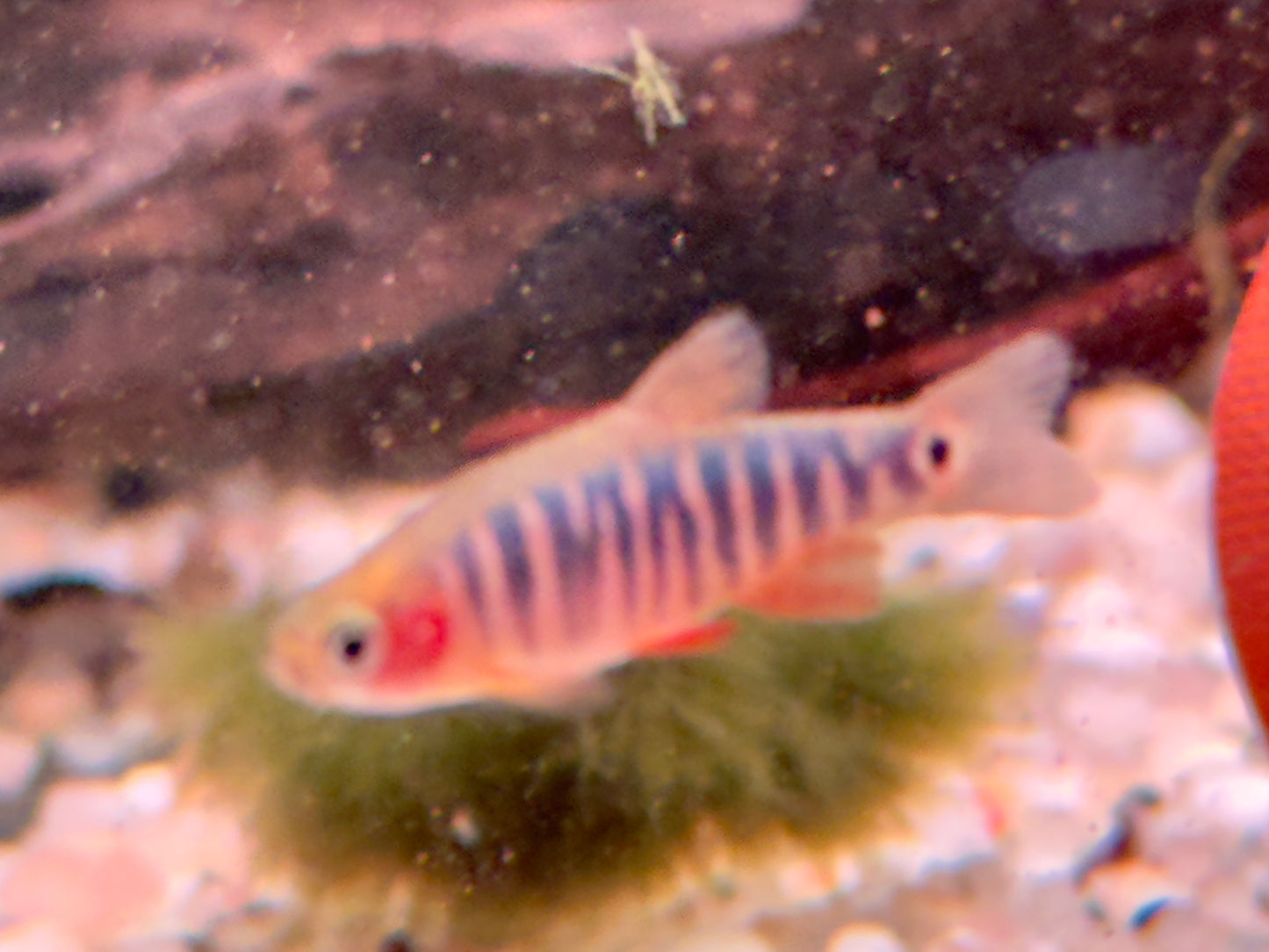 Querstreifen Zwergbärbling Danio erythromicron