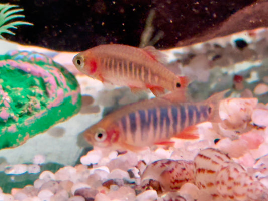 Querstreifen Zwergbärbling Danio erythromicron