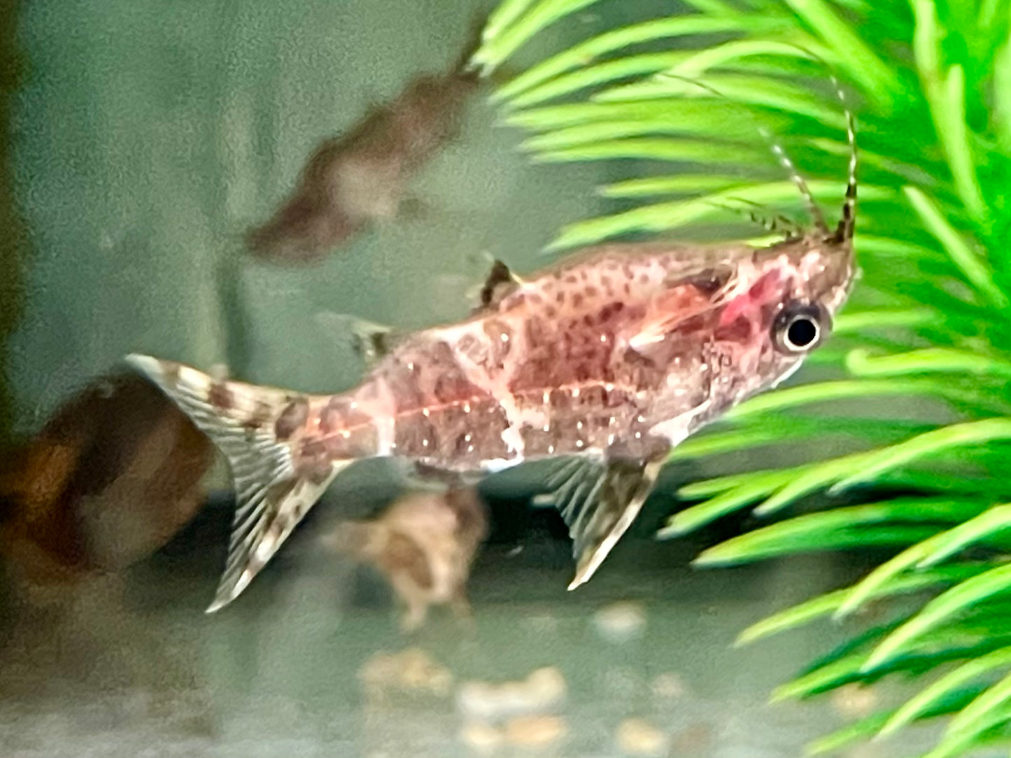 Rückenschwimmender Kongowels Synodontis nigriventris