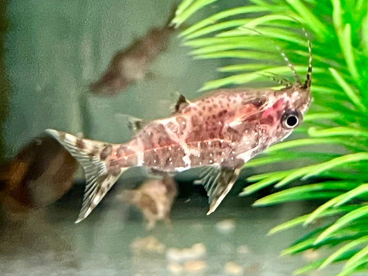 Rückenschwimmender Kongowels Synodontis nigriventris