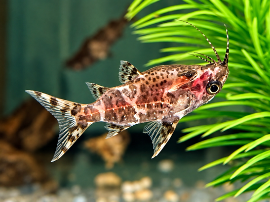 Rückenschwimmender Kongowels Synodontis nigriventris