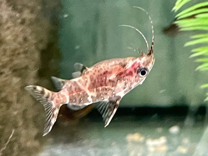 Rückenschwimmender Kongowels Synodontis nigriventris
