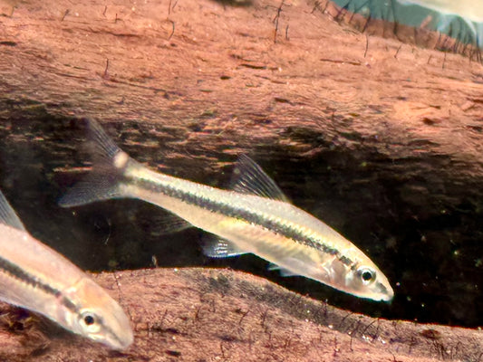 Siamesische Rüsselbarbe Crossocheilus siamensis