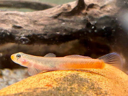 Rötliche Lippenstiftgrundel Sicyopus rubicundus