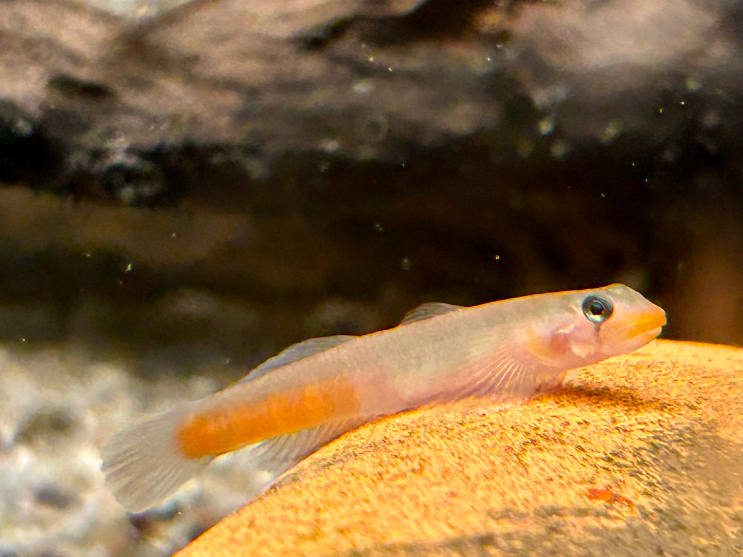 Rötliche Lippenstiftgrundel Sicyopus rubicundus