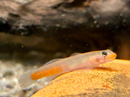 Rötliche Lippenstiftgrundel Sicyopus rubicundus