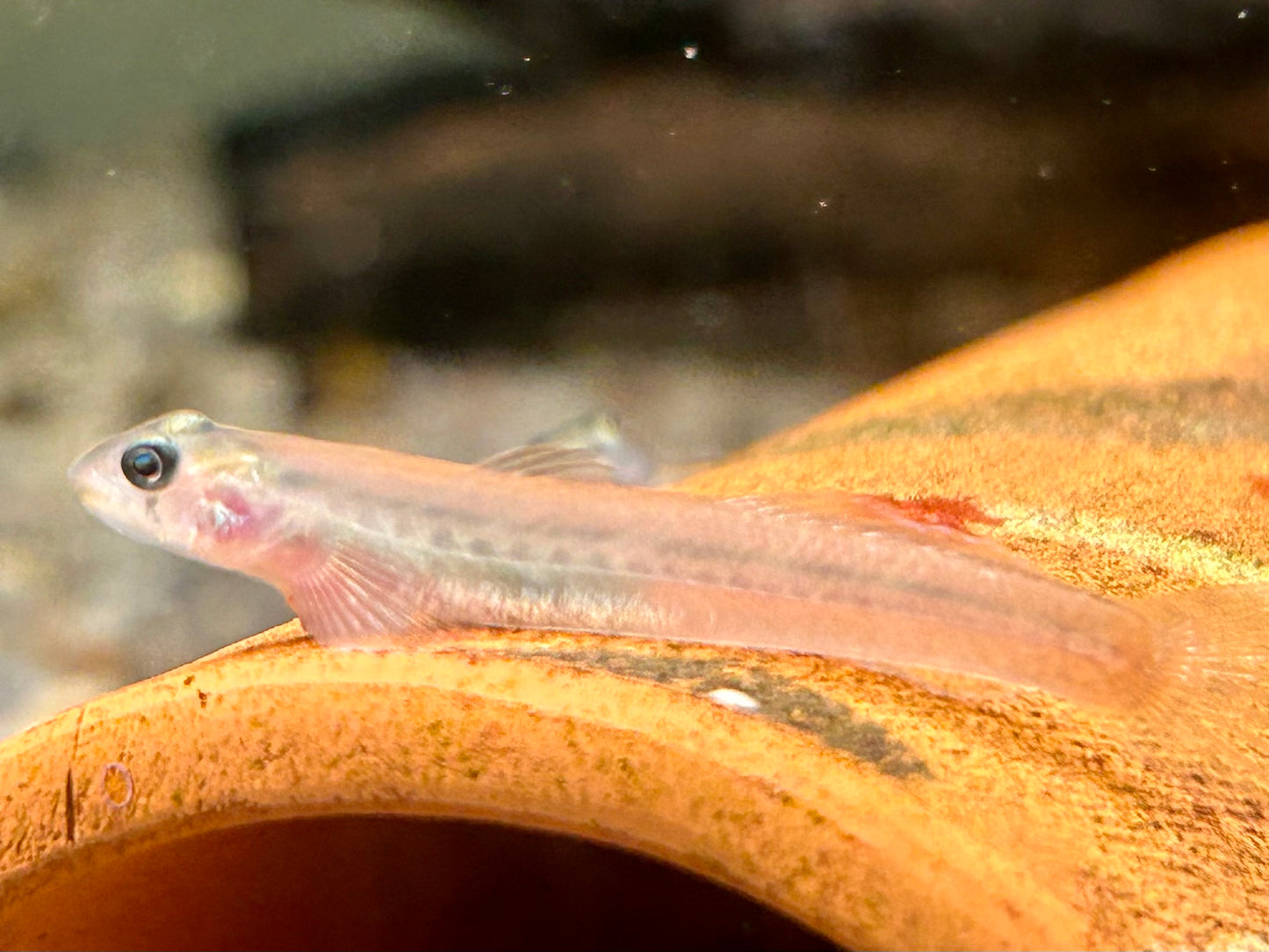 Rötliche Lippenstiftgrundel Sicyopus rubicundus