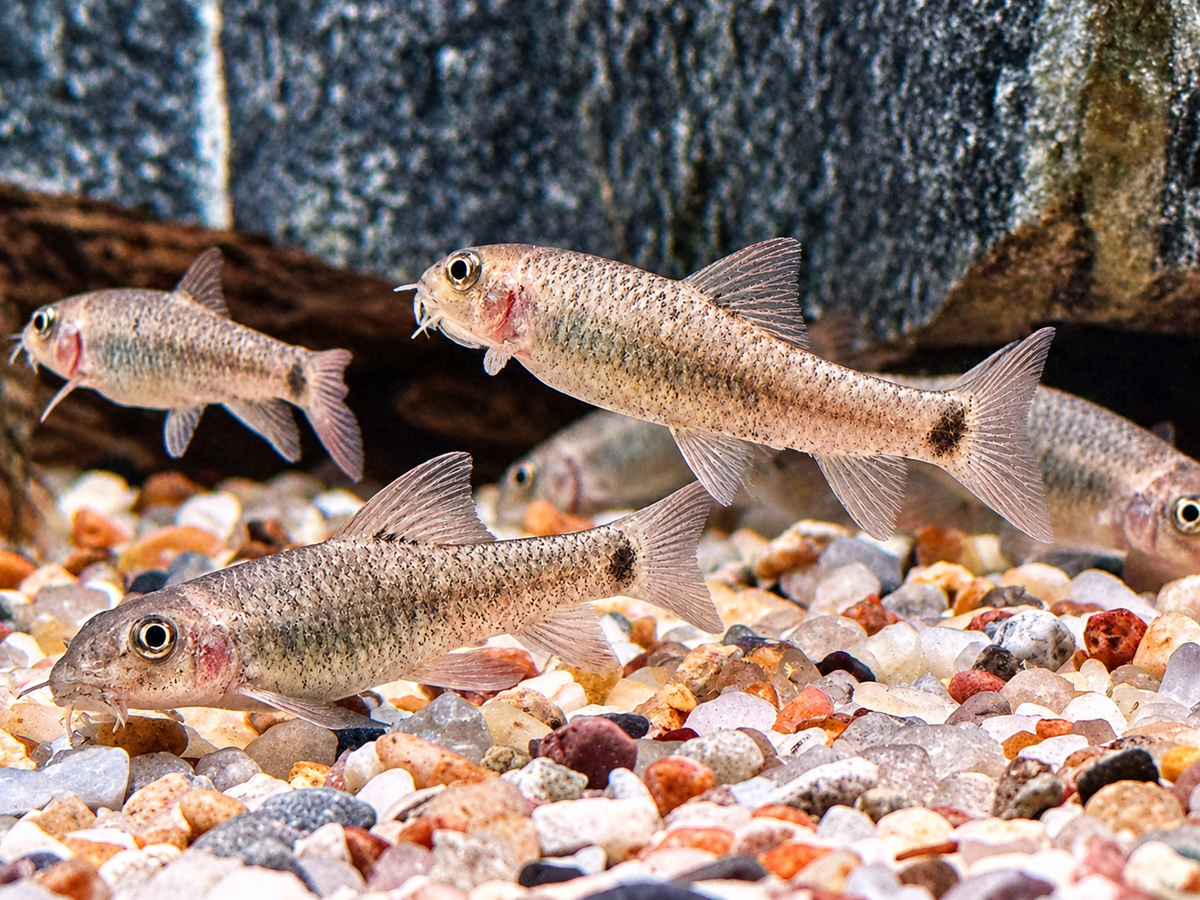 Rötliche Saugbarbe Kangalfische Garra Rufa
