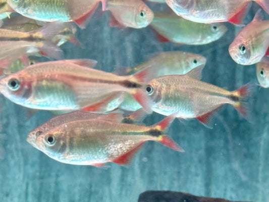 Rautenflecksalmler Hemigrammus caudovittatus