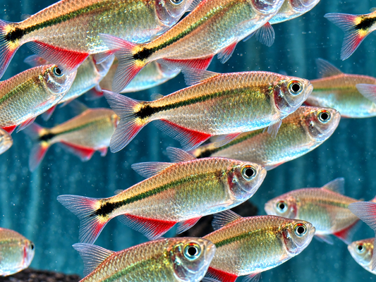 Rautenflecksalmler Hemigrammus caudovittatus