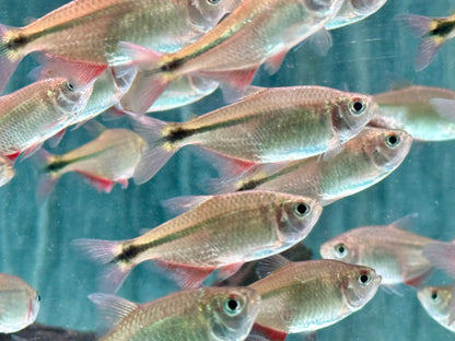 Rautenflecksalmler Hemigrammus caudovittatus
