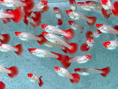 Red Cap Koi Guppy Poecilia reticulata Weibchen
