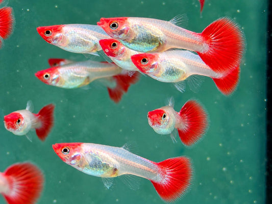 Red Cap Koi Guppy Poecilia reticulata Weibchen
