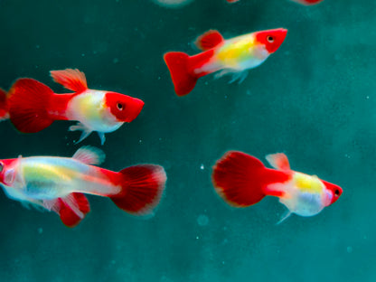 Red Cap Koi Guppy Poecilia reticulata Männchen
