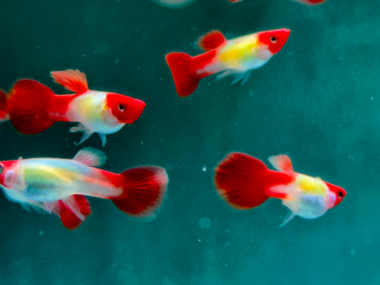 Red Cap Koi Guppy Poecilia reticulata Männchen