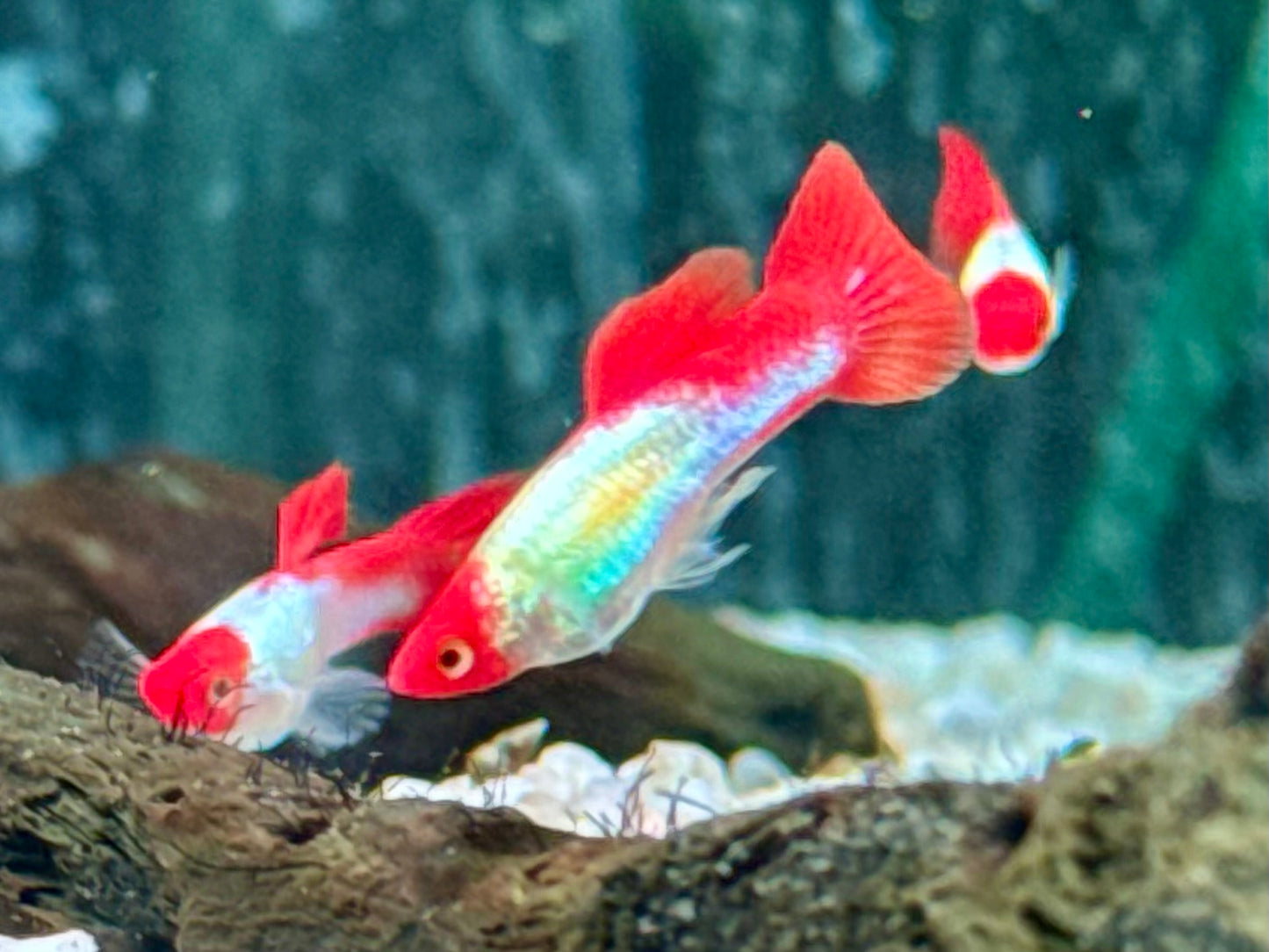 Red Cap Koi Guppy Poecilia reticulata Männchen