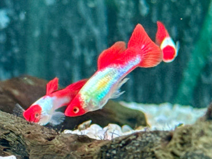 Red Cap Koi Guppy Poecilia reticulata Männchen