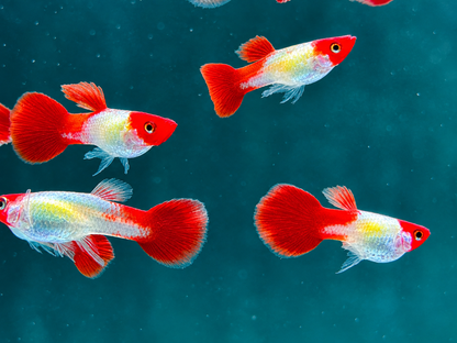 Red Cap Koi Guppy Poecilia reticulata Männchen