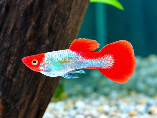 Red Cap Koi Guppy Poecilia reticulata Männchen