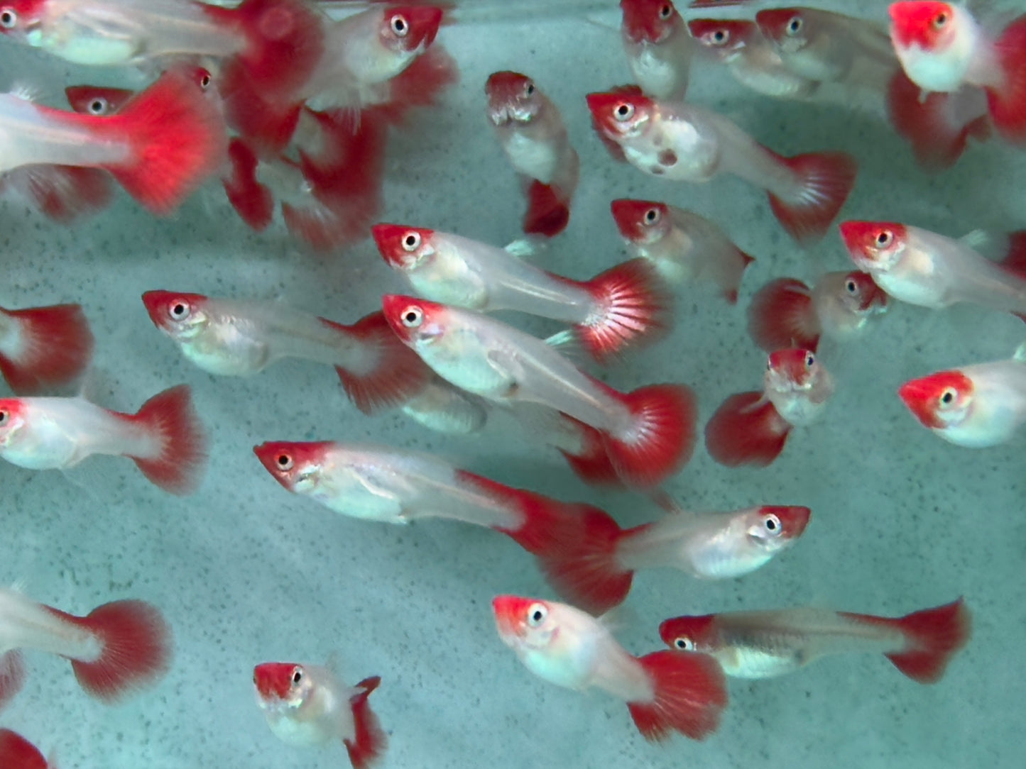 Red Cap Koi Guppy Poecilia reticulata Weibchen