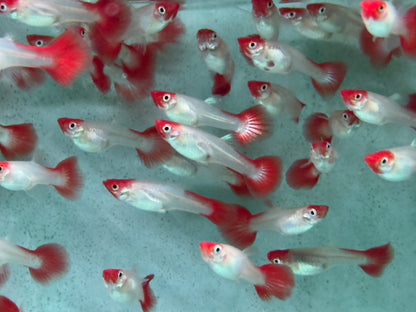 Red Cap Koi Guppy Poecilia reticulata Weibchen