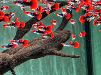 Red Cap Koi Tuxedo Guppy Poecilia reticulata Männchen