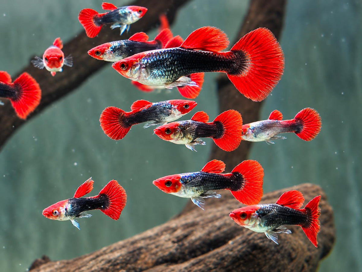 Red Cap Koi Tuxedo Guppy Poecilia reticulata Männchen