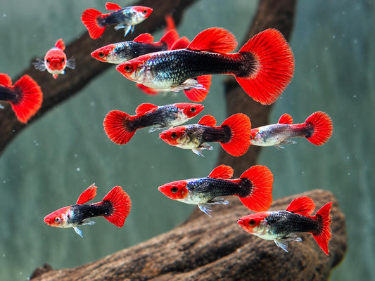 Red Cap Koi Tuxedo Guppy Poecilia reticulata Männchen