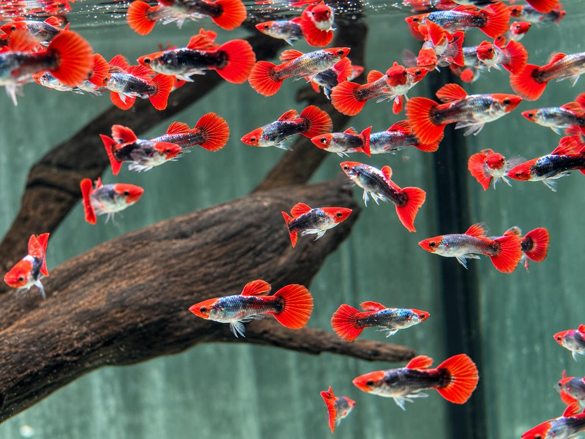 Red Cap Koi Tuxedo Guppy Poecilia reticulata Männchen