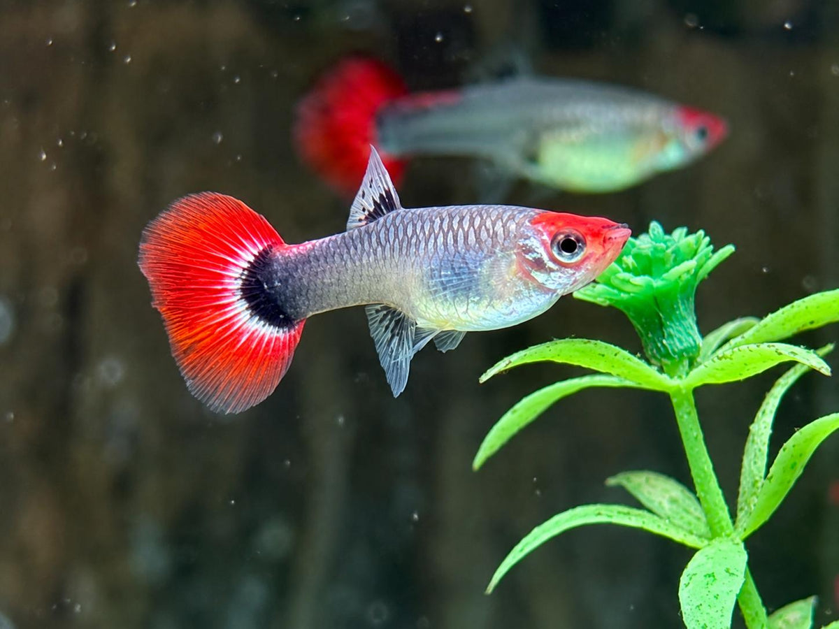 Red Cap Koi Tuxedo Guppy Poecilia reticulata Weibchen