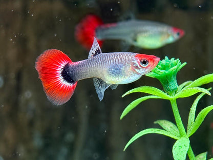 Red Cap Koi Tuxedo Guppy Poecilia reticulata Weibchen