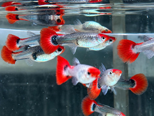 Red Cap Koi Tuxedo Guppy Poecilia reticulata Weibchen