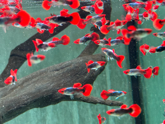Red Cap Koi Tuxedo Guppy Poecilia reticulata Männchen