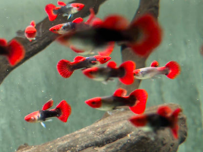Red Cap Koi Tuxedo Guppy Poecilia reticulata Männchen