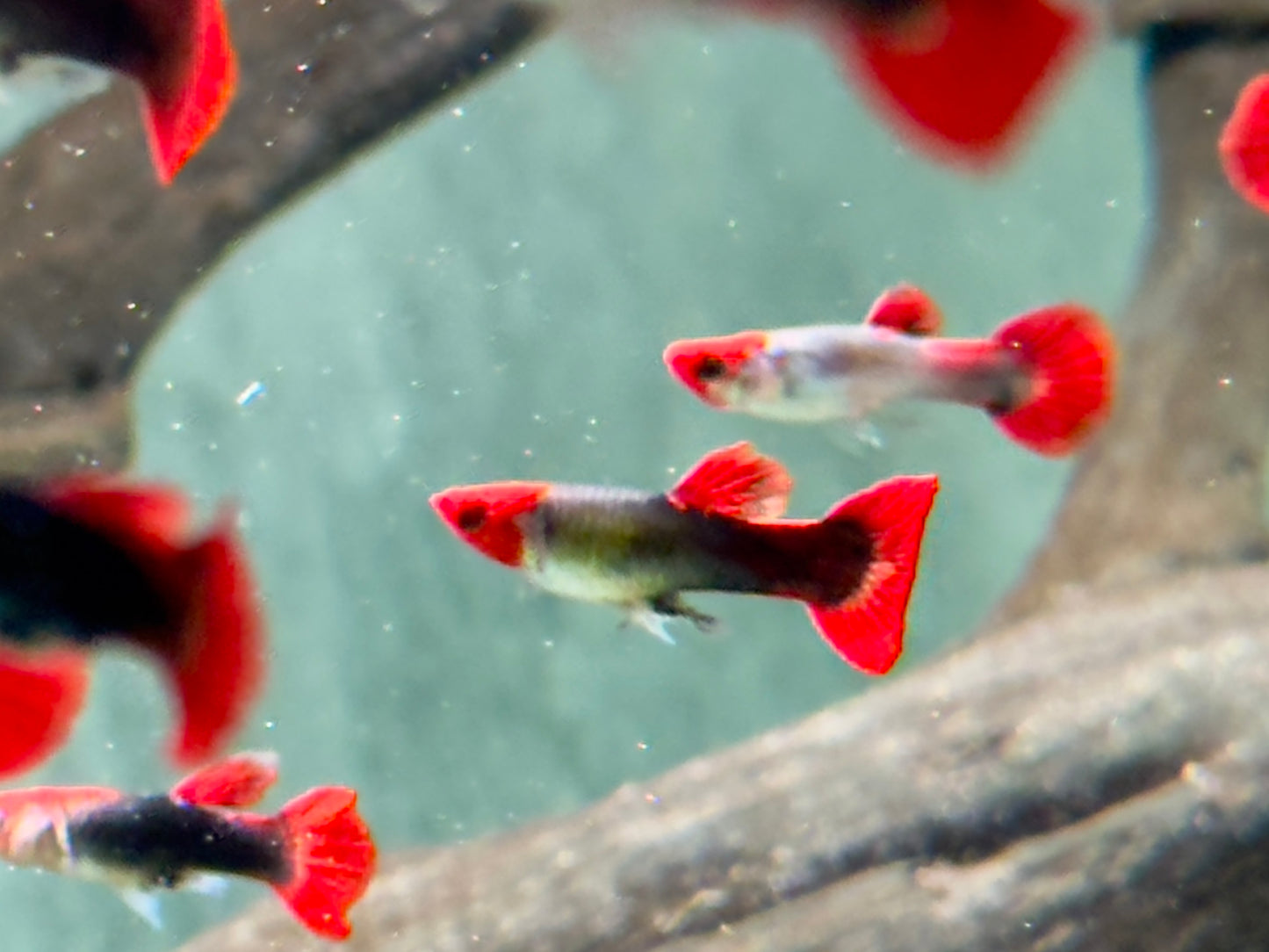 Red Cap Koi Tuxedo Guppy Poecilia reticulata Männchen