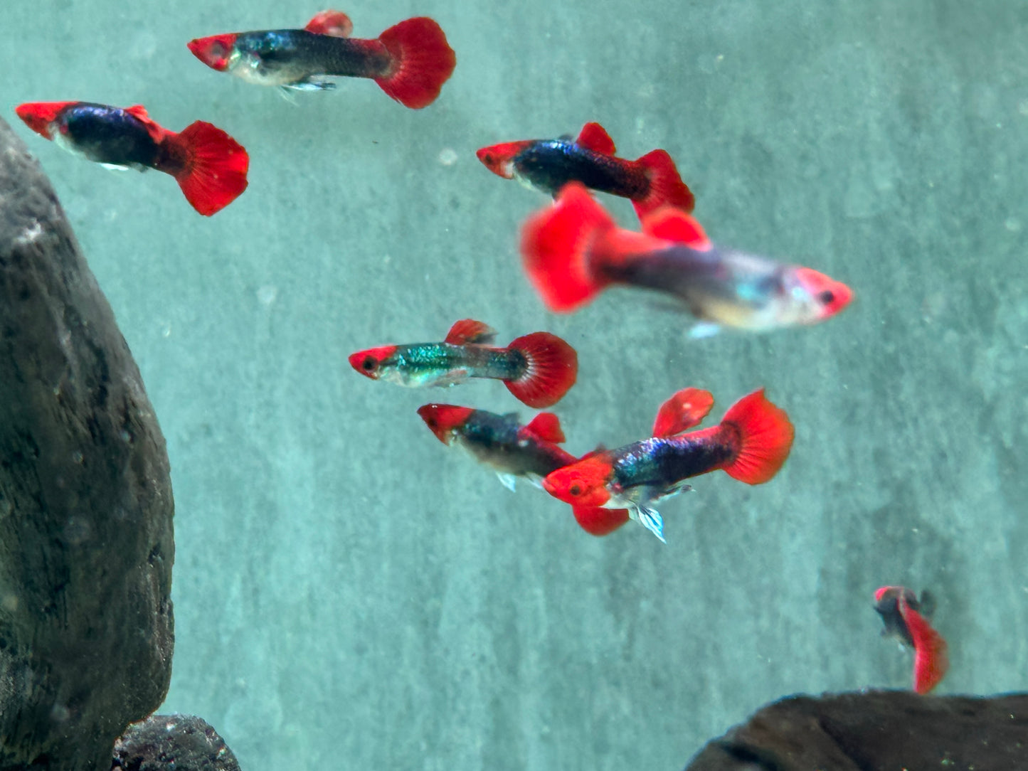 Red Cap Koi Tuxedo Guppy Poecilia reticulata Männchen