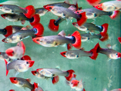 Red Cap Koi Tuxedo Guppy Poecilia reticulata Weibchen