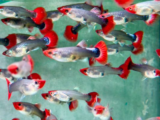 Red Cap Koi Tuxedo Guppy Poecilia reticulata Weibchen