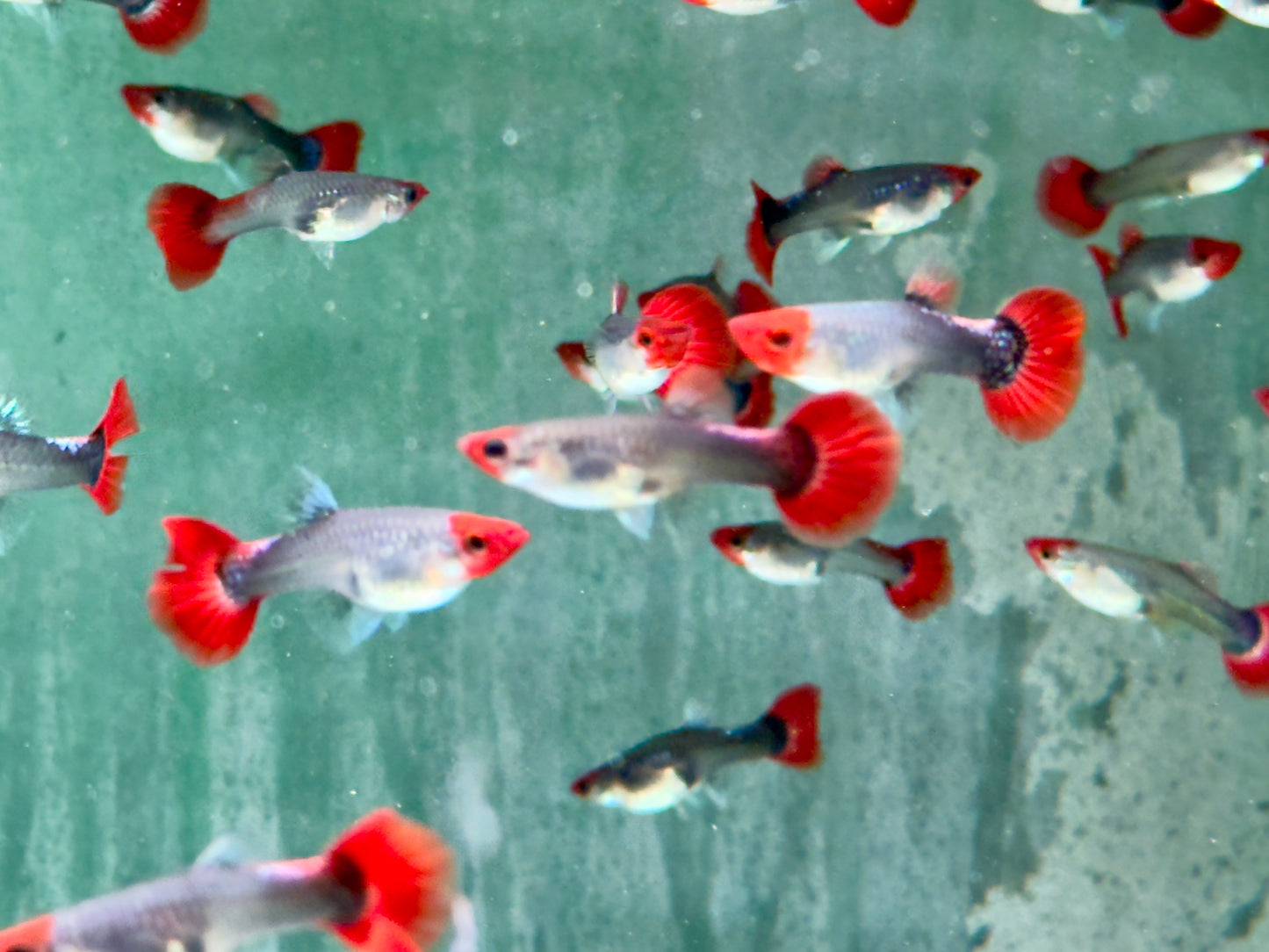 Red Cap Koi Tuxedo Guppy Poecilia reticulata Weibchen