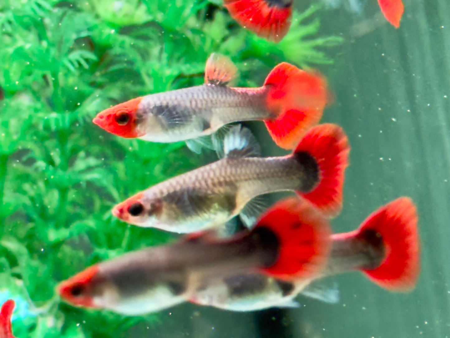 Red Cap Koi Tuxedo Guppy Poecilia reticulata Weibchen