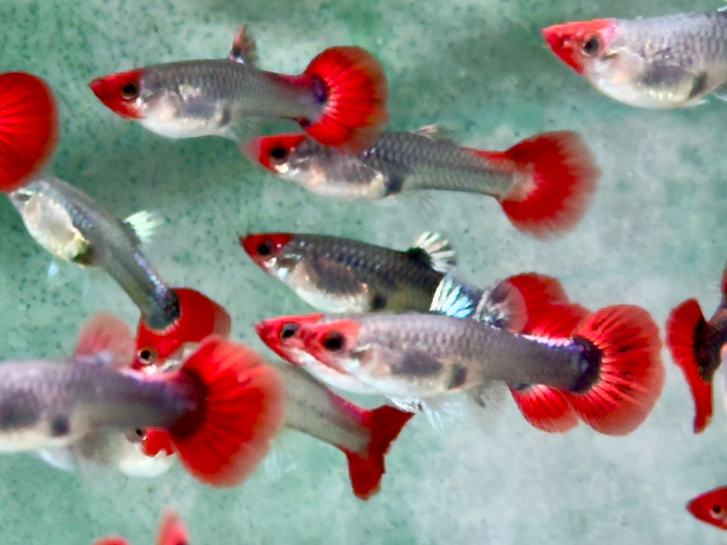 Red Cap Koi Tuxedo Guppy Poecilia reticulata Weibchen