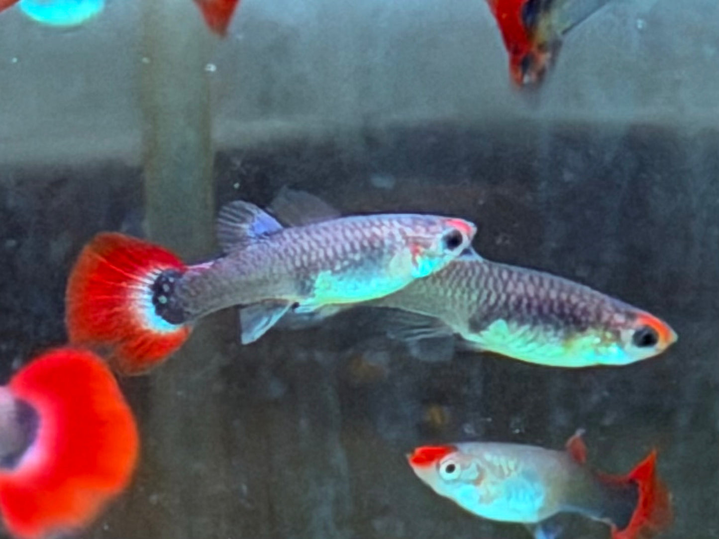 Red Cap Koi Tuxedo Guppy Poecilia reticulata Weibchen