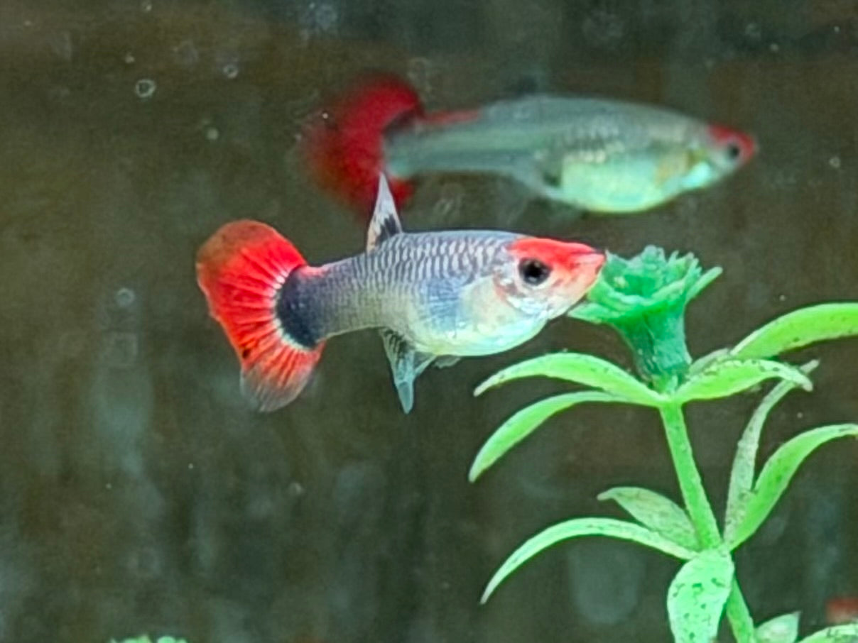 Red Cap Koi Tuxedo Guppy Poecilia reticulata Weibchen