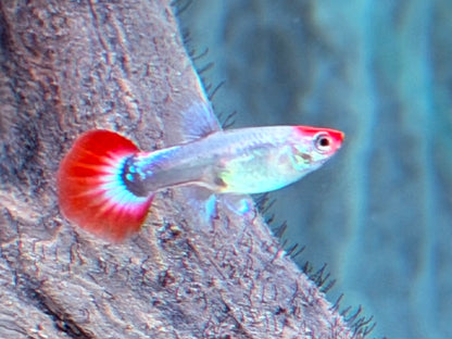 Red Cap Koi Tuxedo Guppy Poecilia reticulata Weibchen